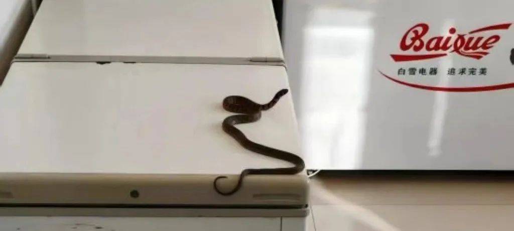 皇冠登3代理申请_内蒙古赤峰有人拍到了“鸡脖子蛇”皇冠登3代理申请，有毒！千万小心！