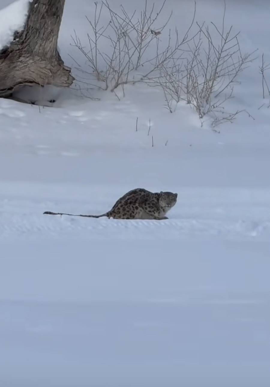 皇冠世界杯代理_官方通报“可可托海雪豹伤人”：一游客返回宾馆途中被咬皇冠世界杯代理，已送医，伤情平稳